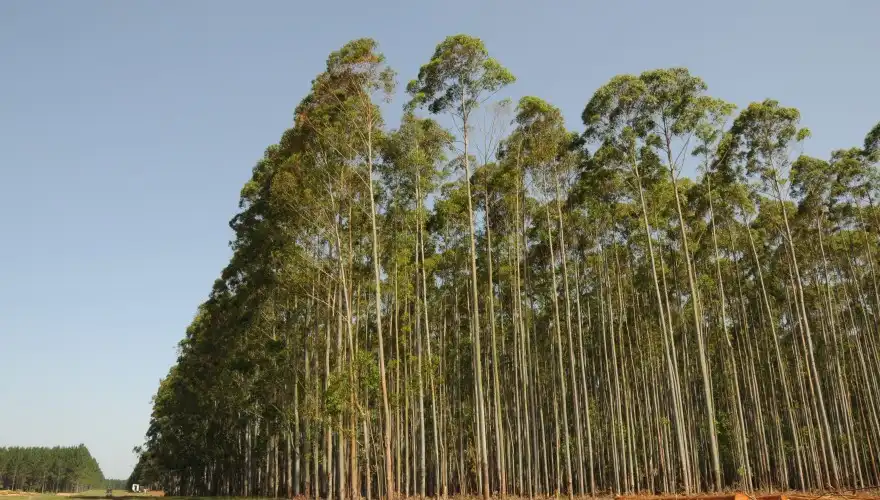 vegetation in uruguay waldes eukalypten